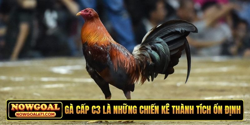 Gà cấp C3 là những chiến kê thành tích ổn định